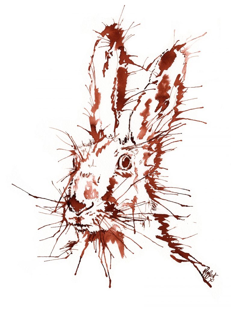 Rabbit Hare canvas prints
