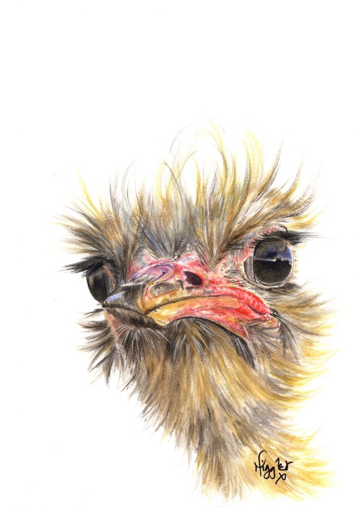 Emu Ostrich canvas prints