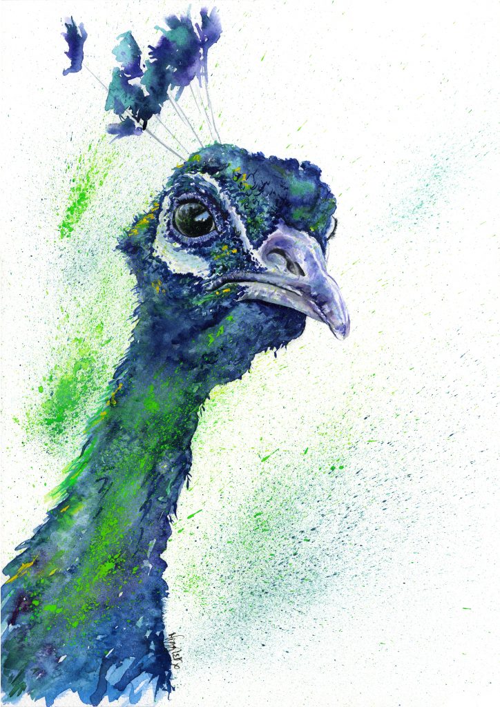 Peacock Canvas Prints